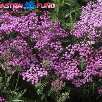 Achillea millefolium 'Masterclass Lilac' foto