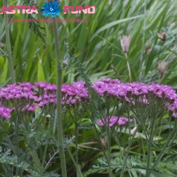 Achillea millefolium 'Masterclass Purple Sensation' foto