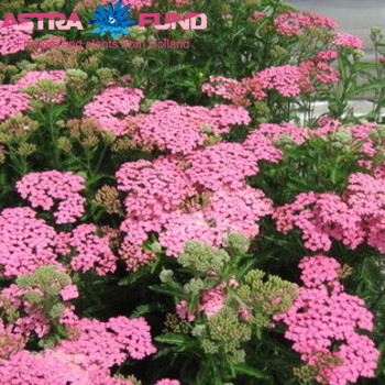 Achillea millefolium 'Masterclass Sweet Pink' foto
