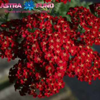 Achillea millefolium 'Summerwine' fotografie
