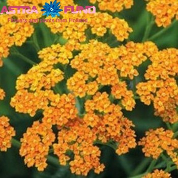 Achillea overig fotografie