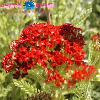 Achillea overig rood fotografie