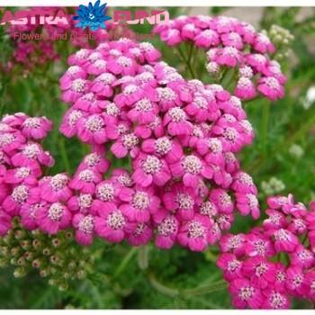 Achillea overig roze fotografija