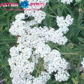 Achillea overig wit fotografija
