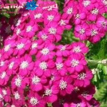 Achillea 'Serenade' fotografija