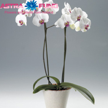 Phalaenopsis overig fotografie