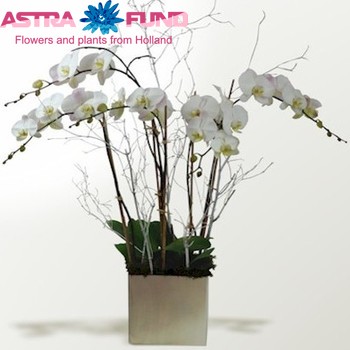 Phalaenopsis overig per bloem fotografie