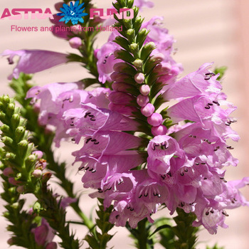 Physostegia virginiana overig photo