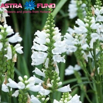 Physostegia virginiana overig wit photo