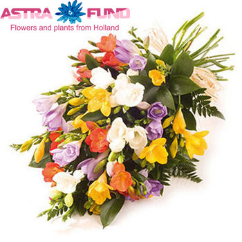 Freesia enkelbloemig overig photo