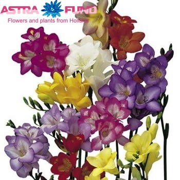 Freesia enkelbloemig overig buiten photo