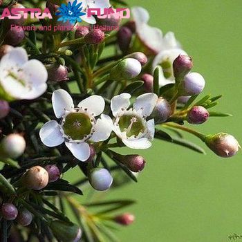 Chamelaucium kleurbehandeld licht groen 19% фото