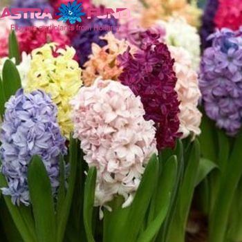 Hyacinthus orientalis overig Foto