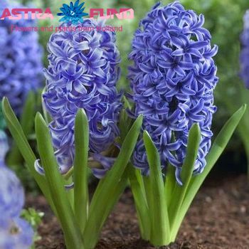 Hyacinthus orientalis overig blauw photo