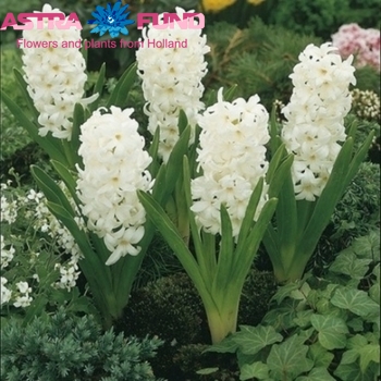 Hyacinthus orientalis overig wit photo