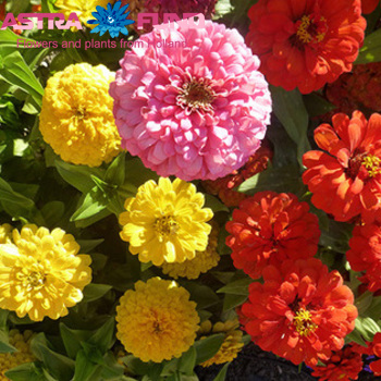 Zinnia overig gemengd φωτογραφία
