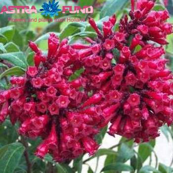 Cestrum overig roze photo