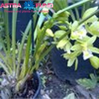 Cymbidium grootbloemig per tak kleurbehandeld 19% fotografie