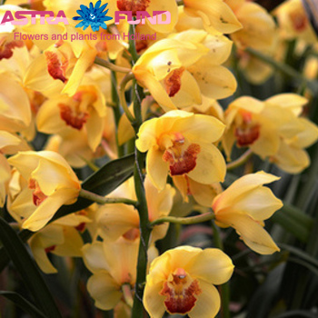 Cymbidium per bloem A Su 'Golden Fleece' foto