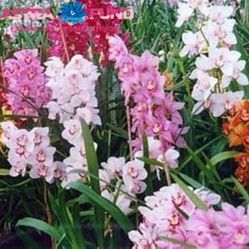 Cymbidium verpakt overig 19% foto
