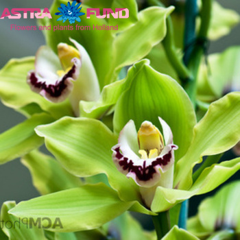 Cymbidium per bloem grootbloemig foto