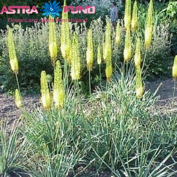 Eremurus overig zdjęcie