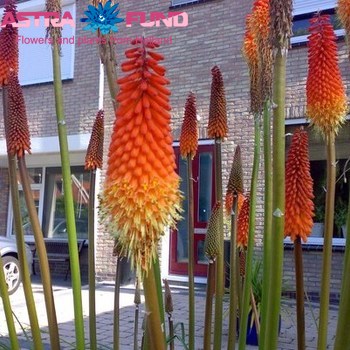 Eremurus overig geel zdjęcie