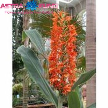 Eremurus overig oranje fotografija