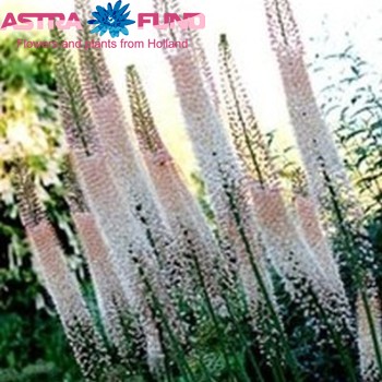 Eremurus overig rose fotografija
