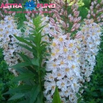 Eremurus overig wit fotografija