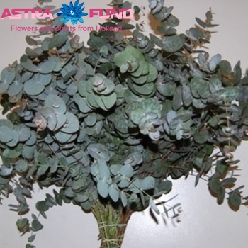 Eucalyptus cinerea per bos (herfstkleur) photo