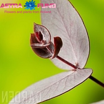 Eucalyptus cinerea per bos 'Red United' photo
