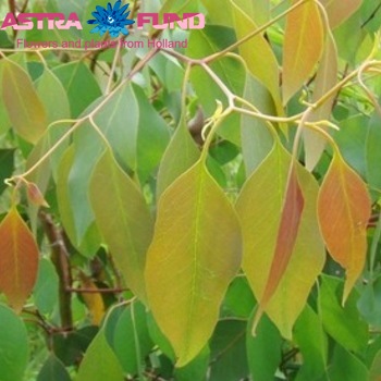 Eucalyptus overig blad photo