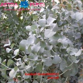 Eucalyptus per bos cinerea фото