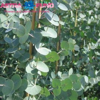 Eucalyptus per bos gunnii фото