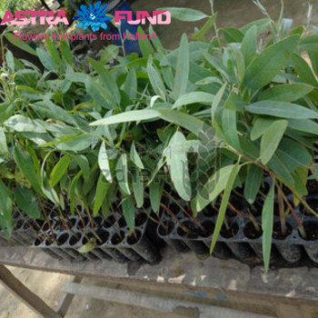 Eucalyptus per bos overig blad фото