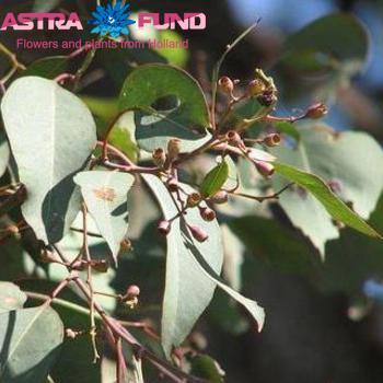 Eucalyptus per bos polyanthemos (fruit) fotó