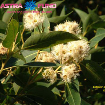 Eucalyptus per bos robusta fotó
