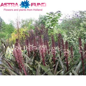 Eucomis overig photo