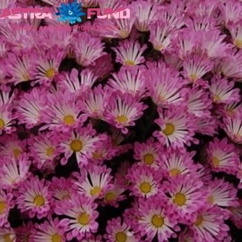 Chrysanthemum Indicum Grp tros santini overig fotografija