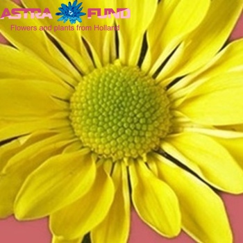Chrysanthemum Indicum Grp tros santini overig geel fotografija