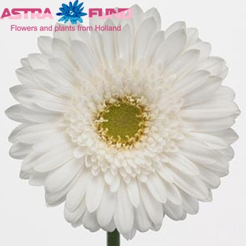 Gerbera grootbloemig overig wit fotografie