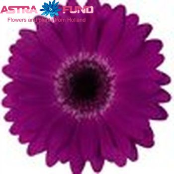 Gerbera mini overig lila foto