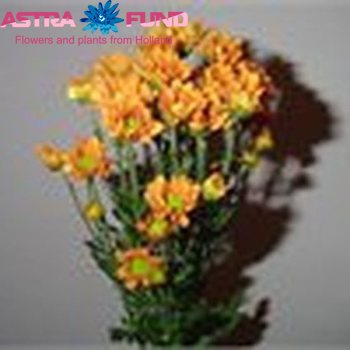 Chrysanthemum Indicum Grp tros santini overig oranje fotografija