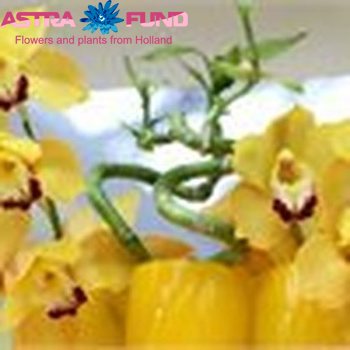 Cymbidium grootbloemig per tak overig geel photo
