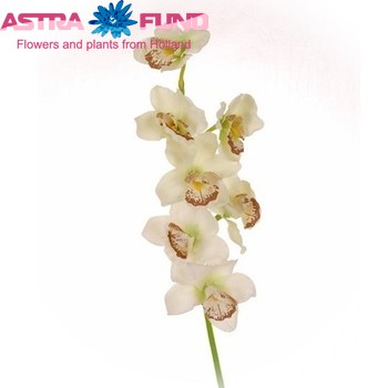 Cymbidium per bloem overig foto