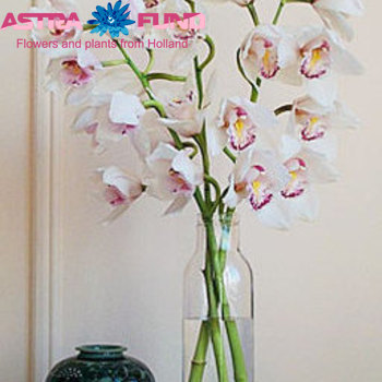 Cymbidium grootbloemig per tak overig wit photo