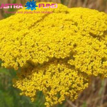 Achillea overig geel fotografie
