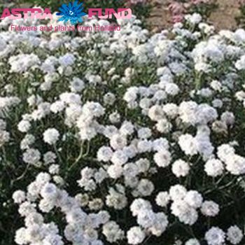 Achillea ptarmica 'Major' fotografija