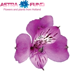 Alstroemeria Cote d'Azur fotografija